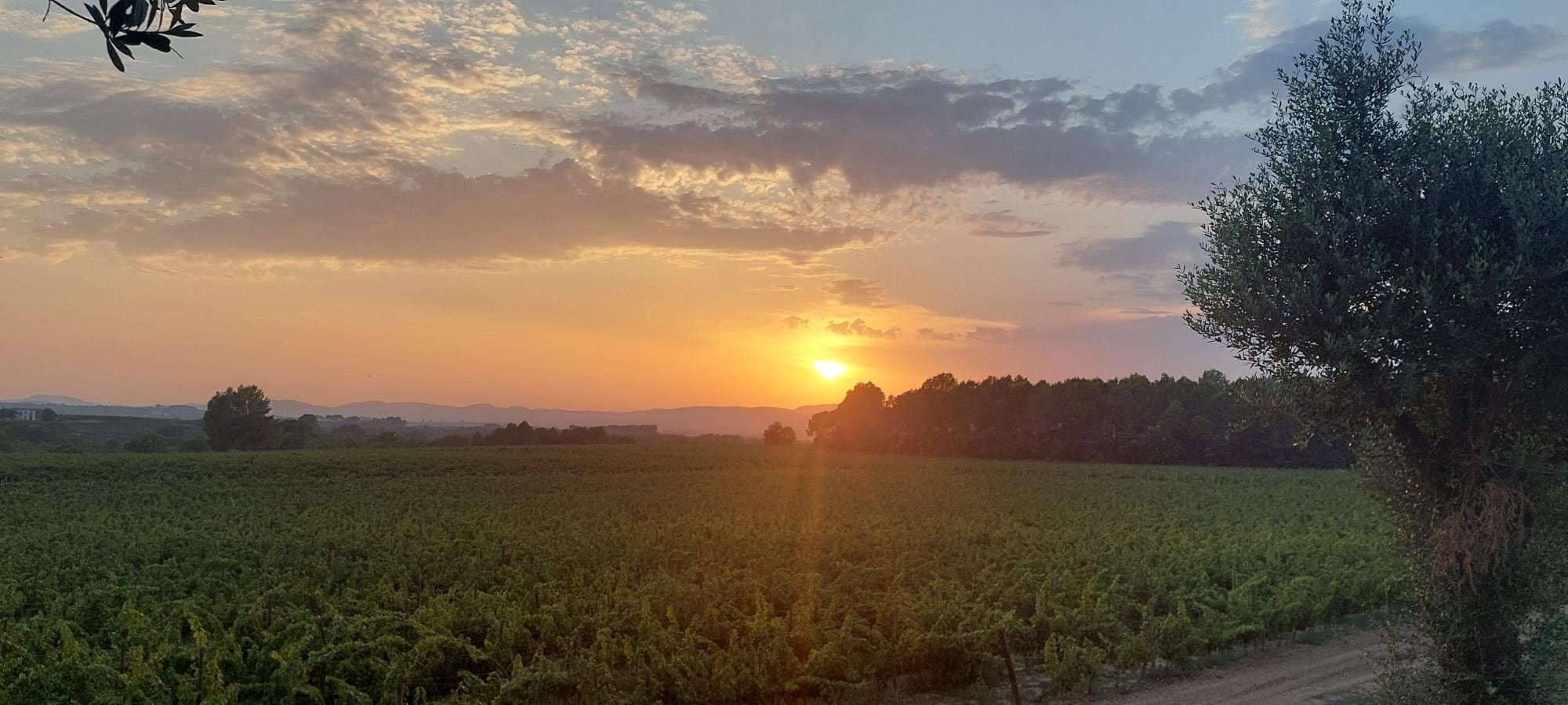 Coucher de soleil sur les vignes face au gîte