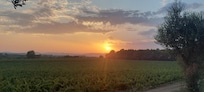 Coucher de soleil sur les vignes face au gîte