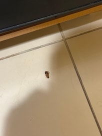 Dead cockroach on the floor