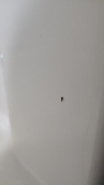 Climbing up the wall before I killed it.