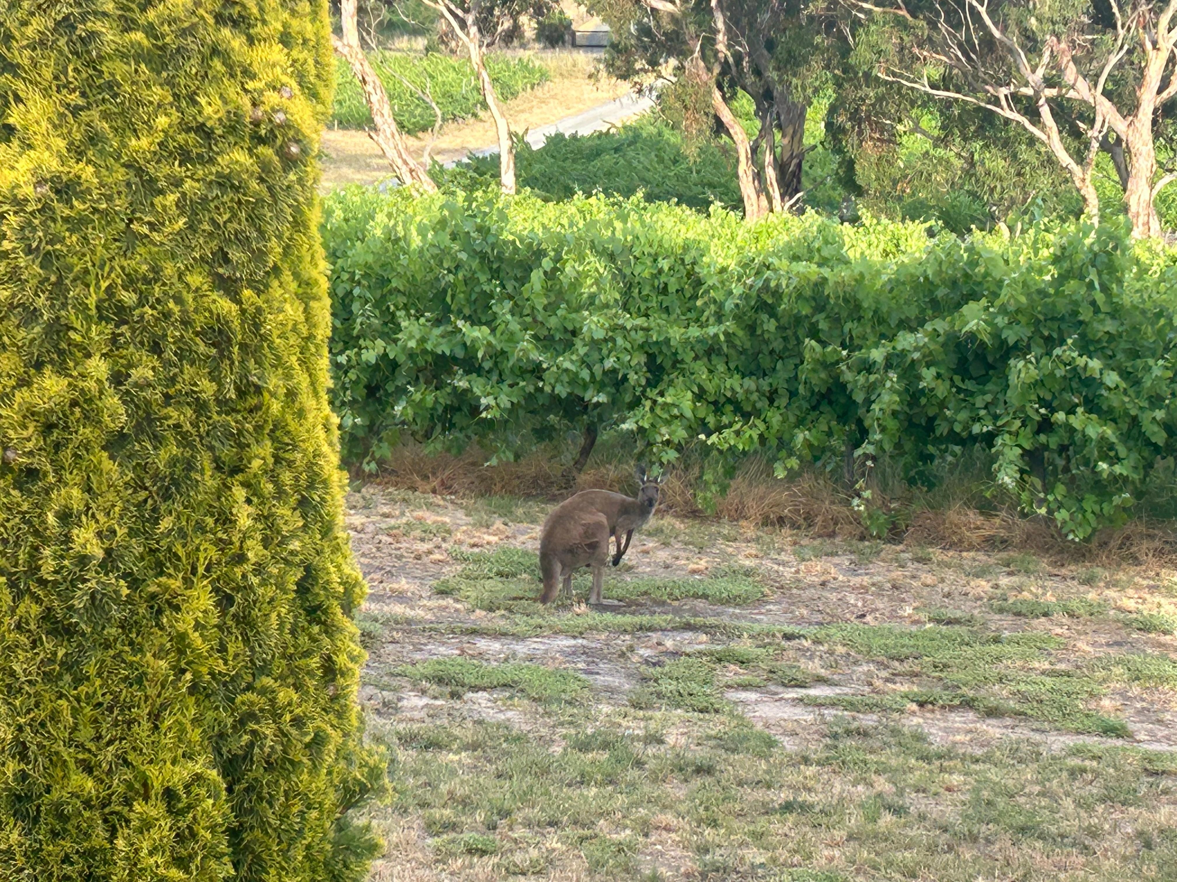 Daily visits from kangaroos