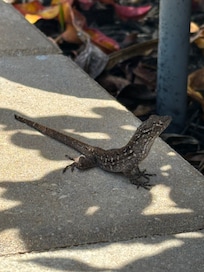 This little guy kept us company while we were on the putting green