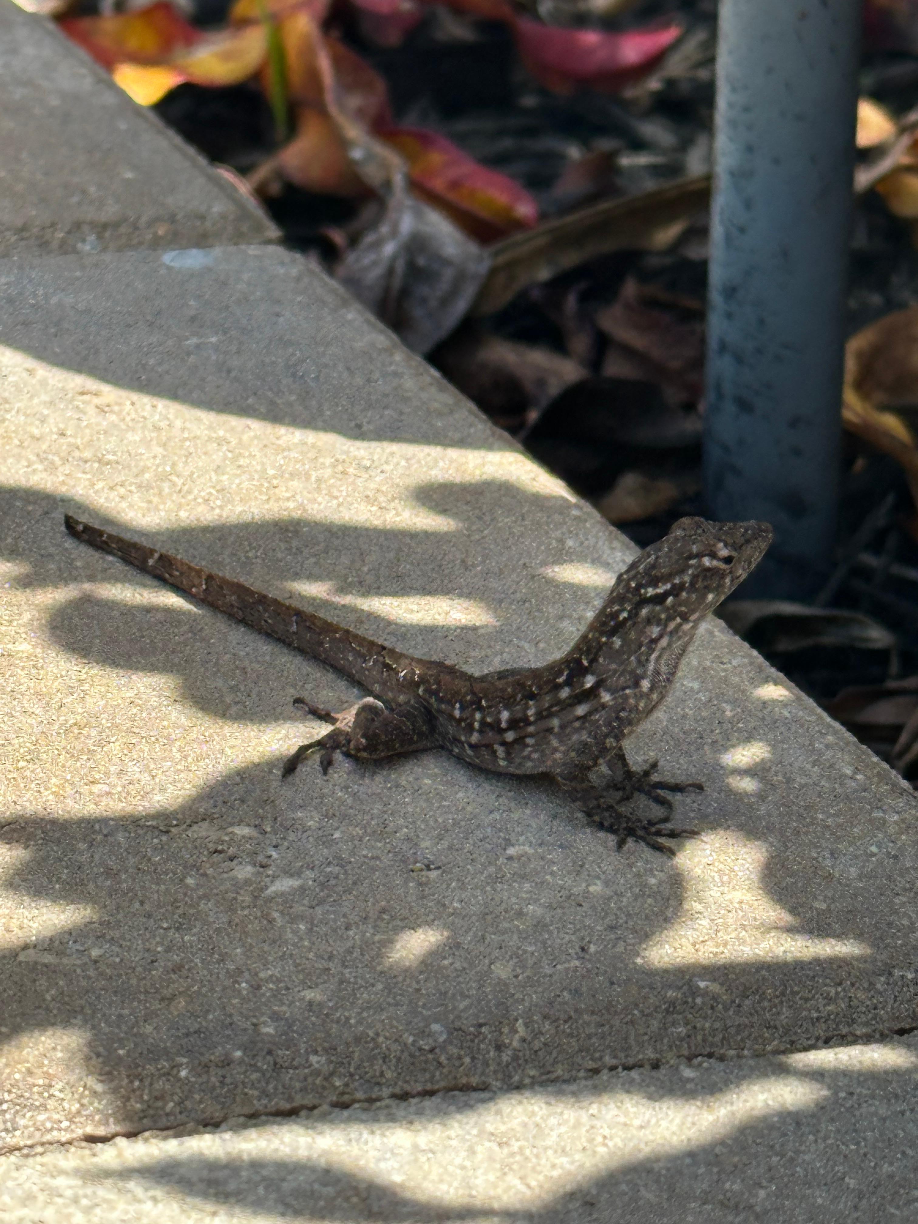 This little guy kept us company while we were on the putting green