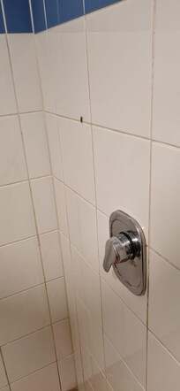 Cockroaches in the shower