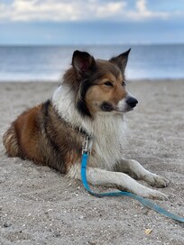 Elli am Strand von Schillig, nur 2 Km von Horumersiel entfernt