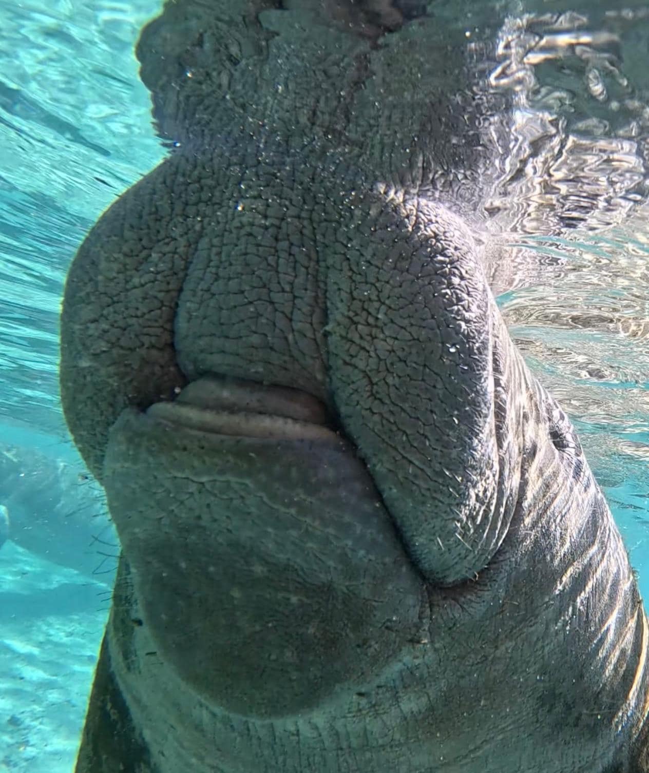 snorkeling with manatees near our house