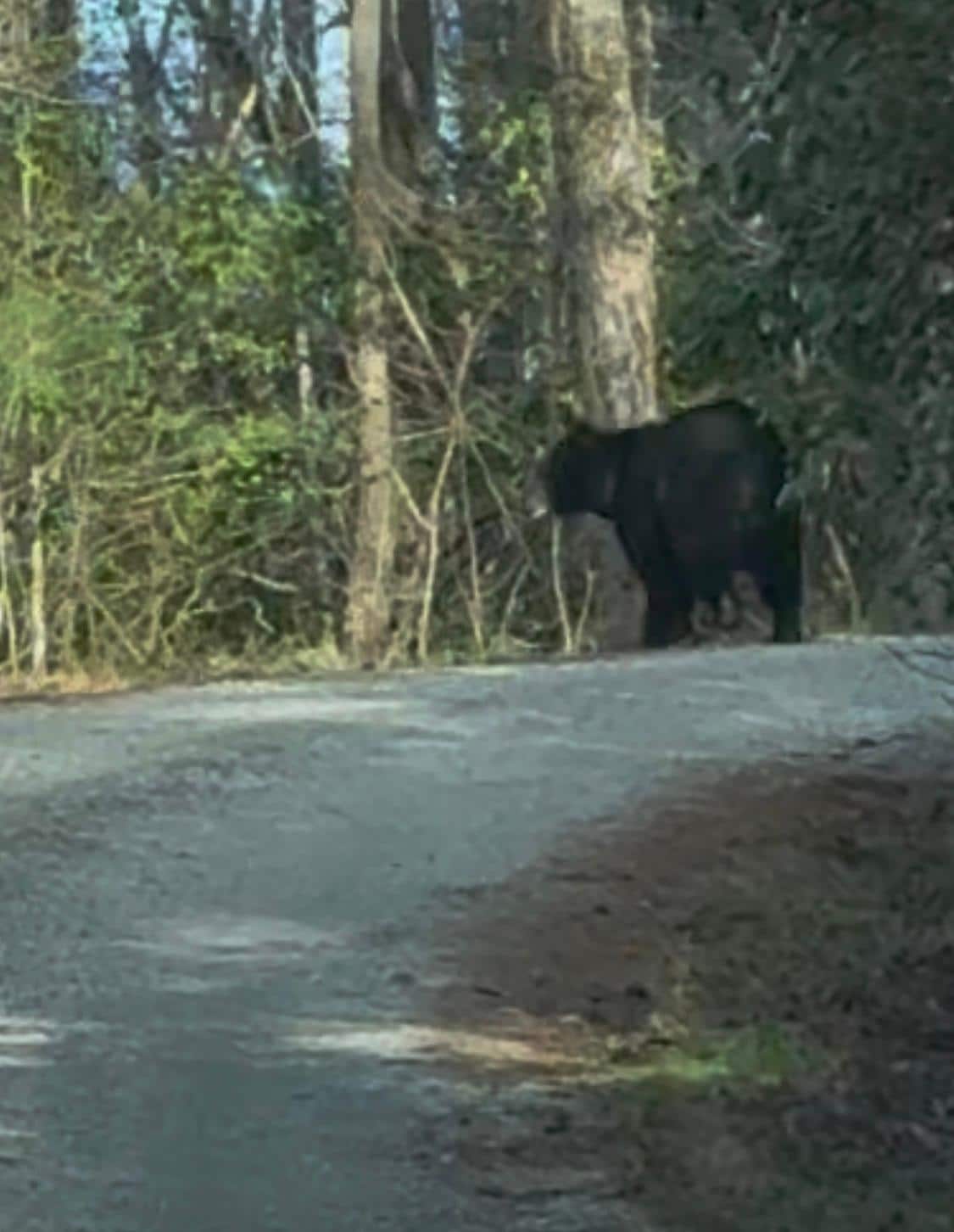 Bear on gravel road about 1/4 mile from house 
