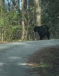 Bear on gravel road about 1/4 mile from house
