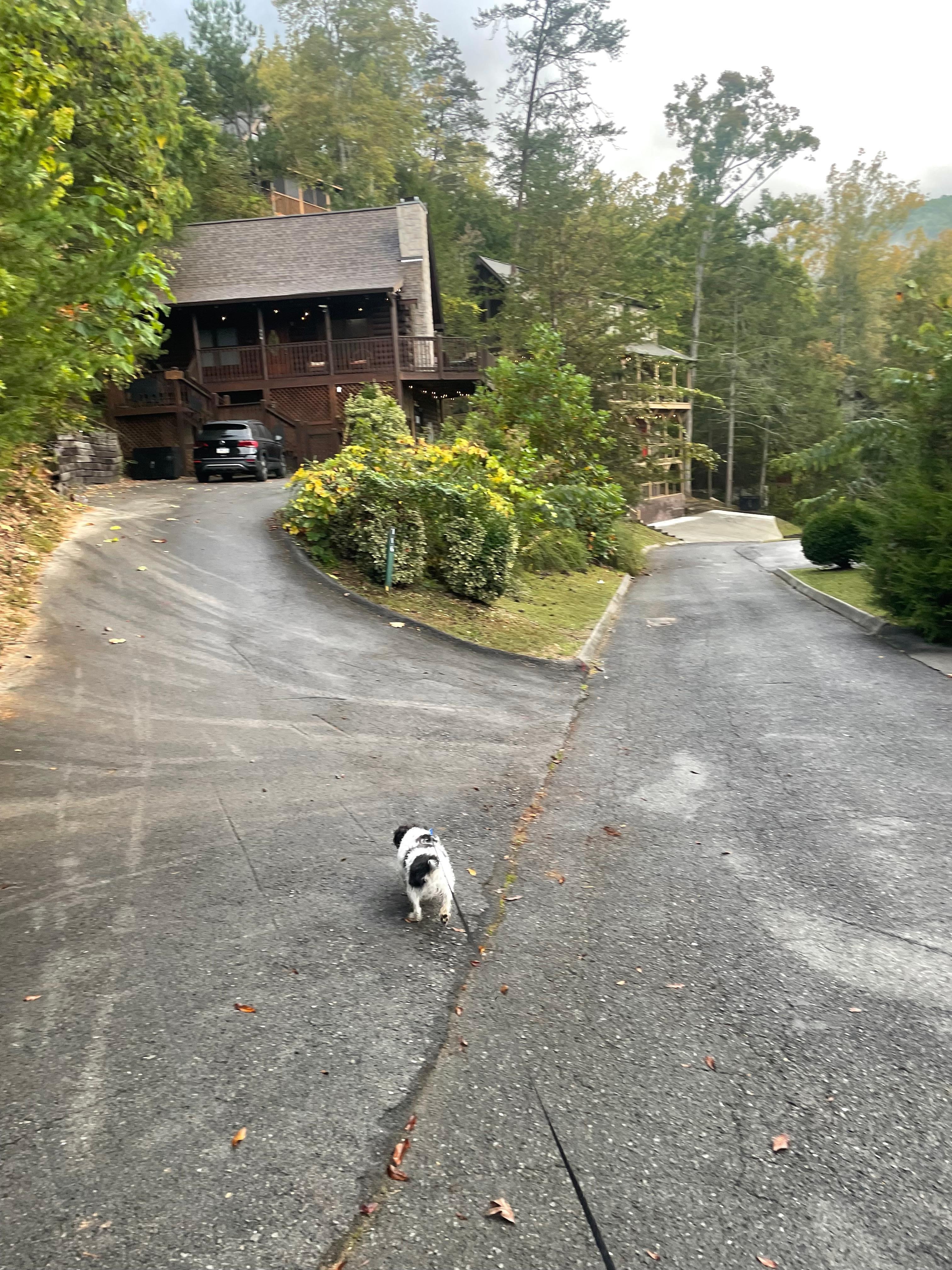 Jax loving his walks