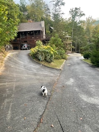 Jax loving his walks