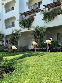 Flamingos by pool area