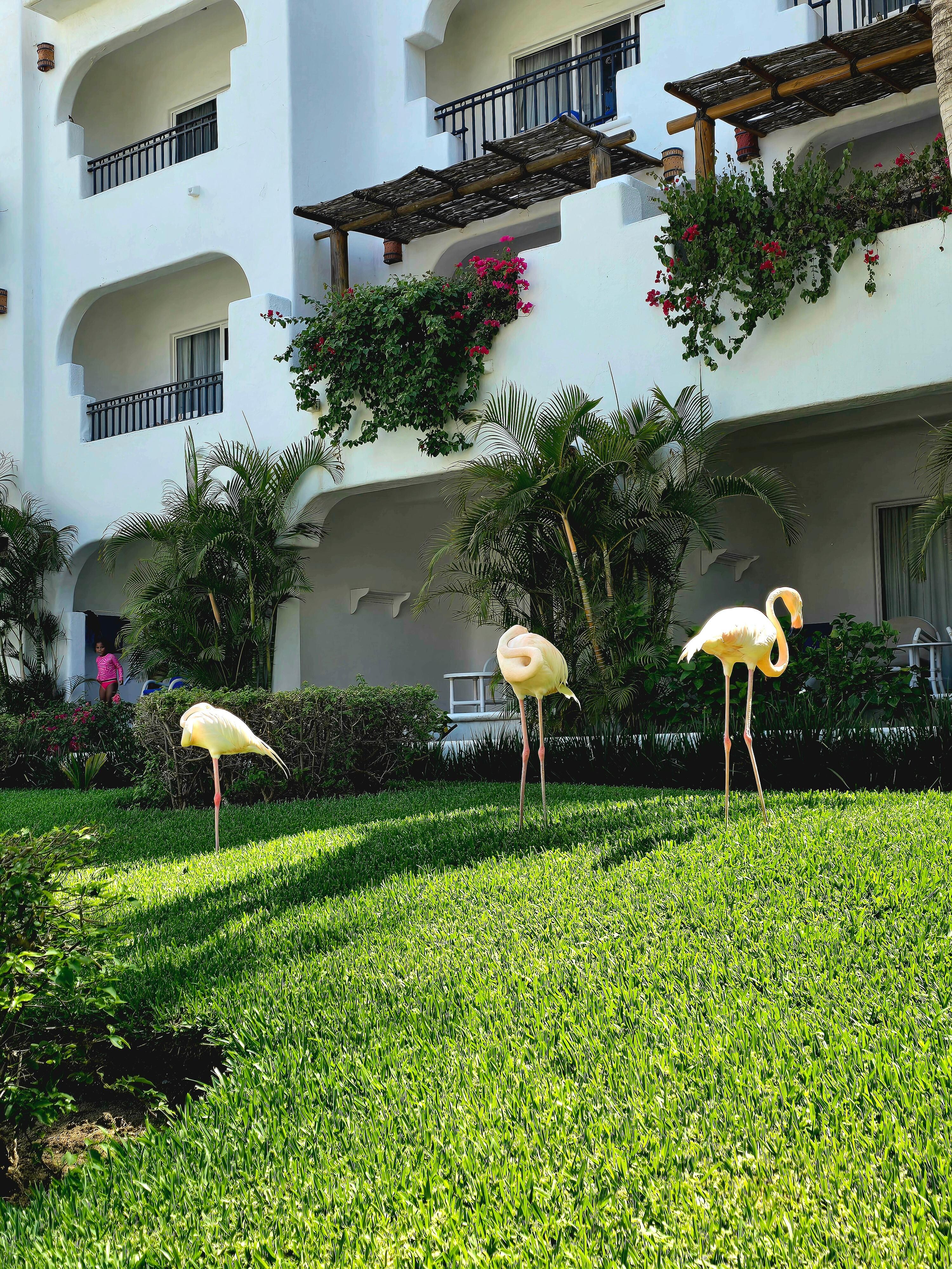 Flamingos by pool area