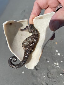 Found on the beach.
