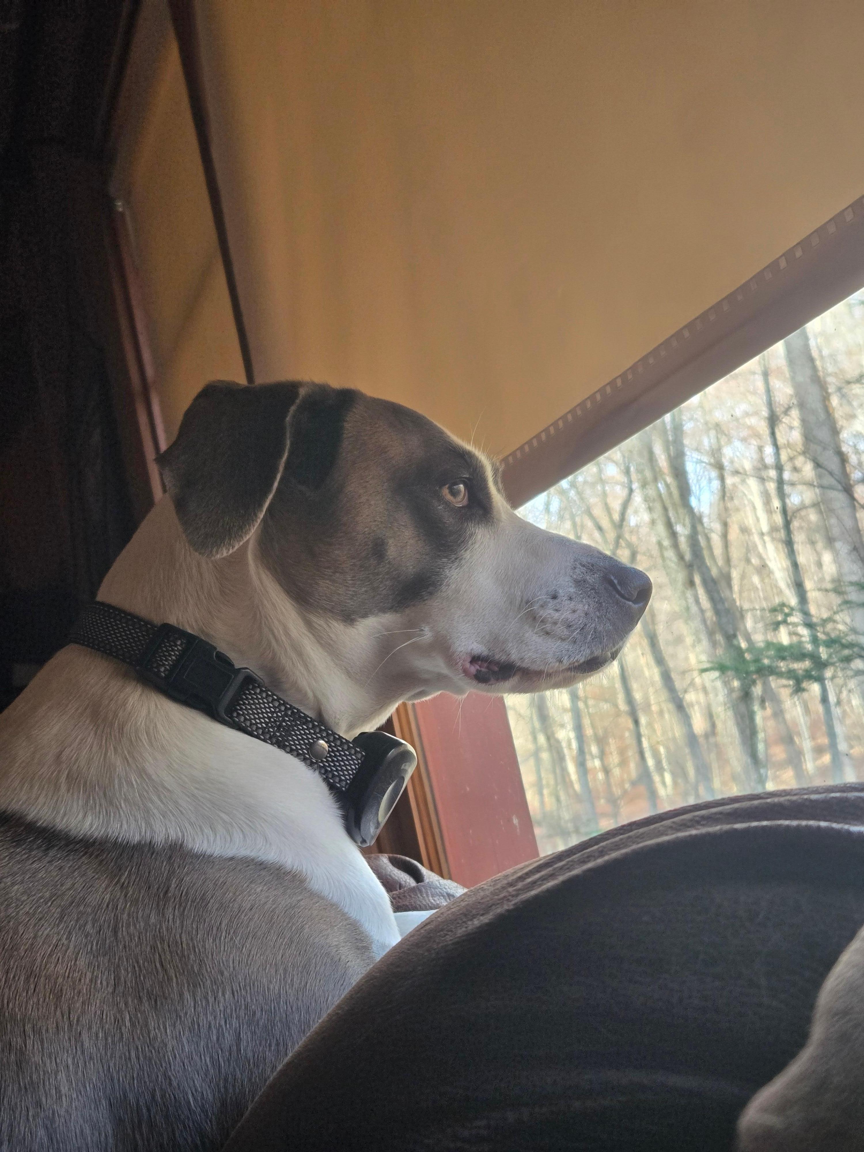 Lily looking at chipmunks 