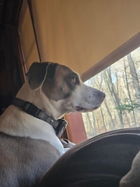 Lily looking at chipmunks