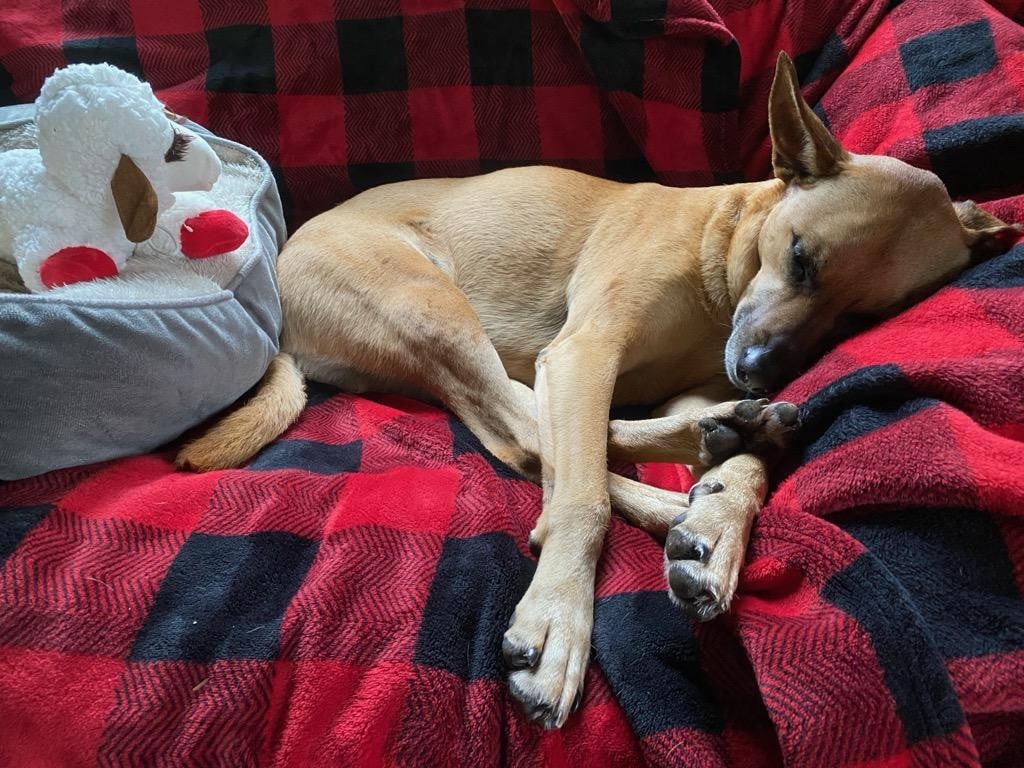 Xena is very relaxed and loving the West Coast  walks.