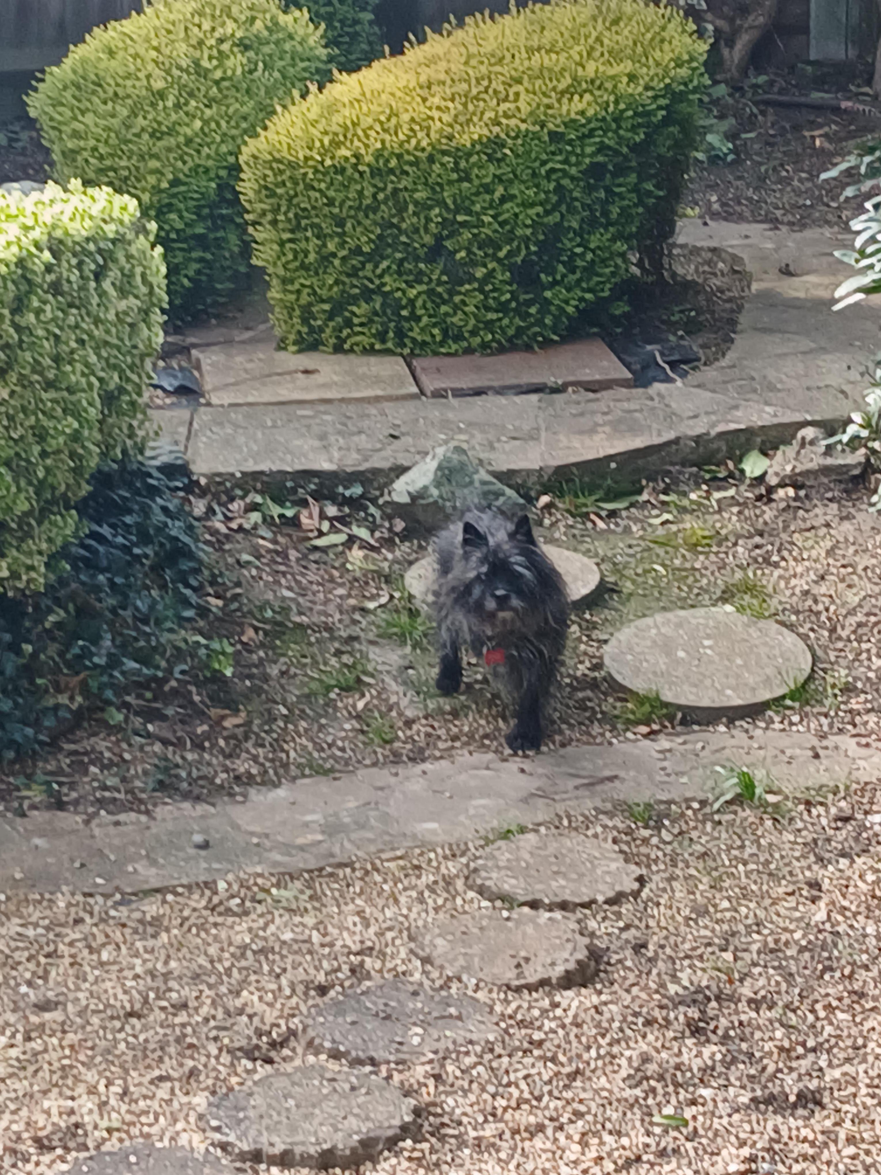 My little blind dog exploring the garden.