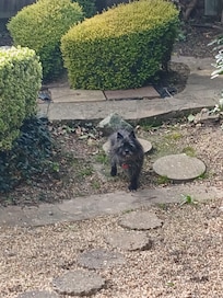 My little blind dog exploring the garden.