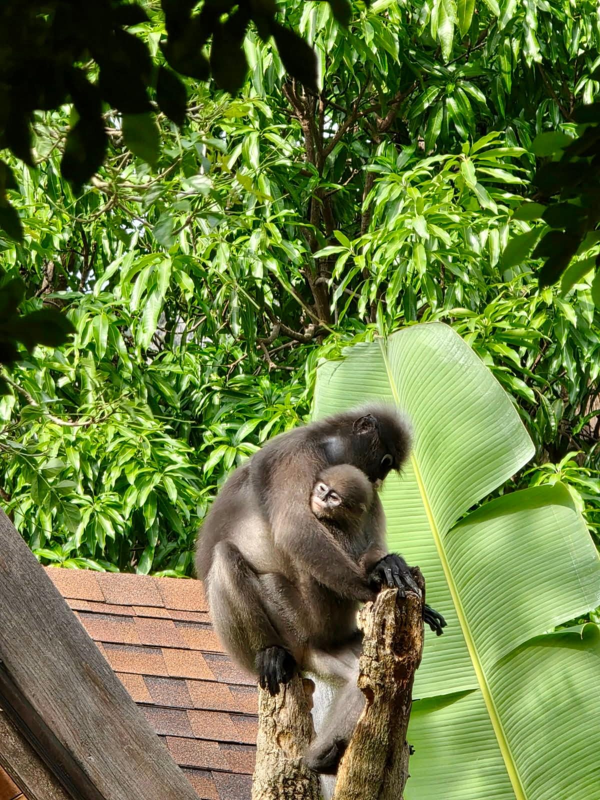 Cute monkeys everywhere! 