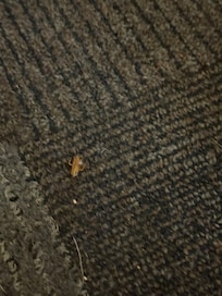 One of the roaches crawling around