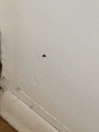 Cockroaches in bathroom