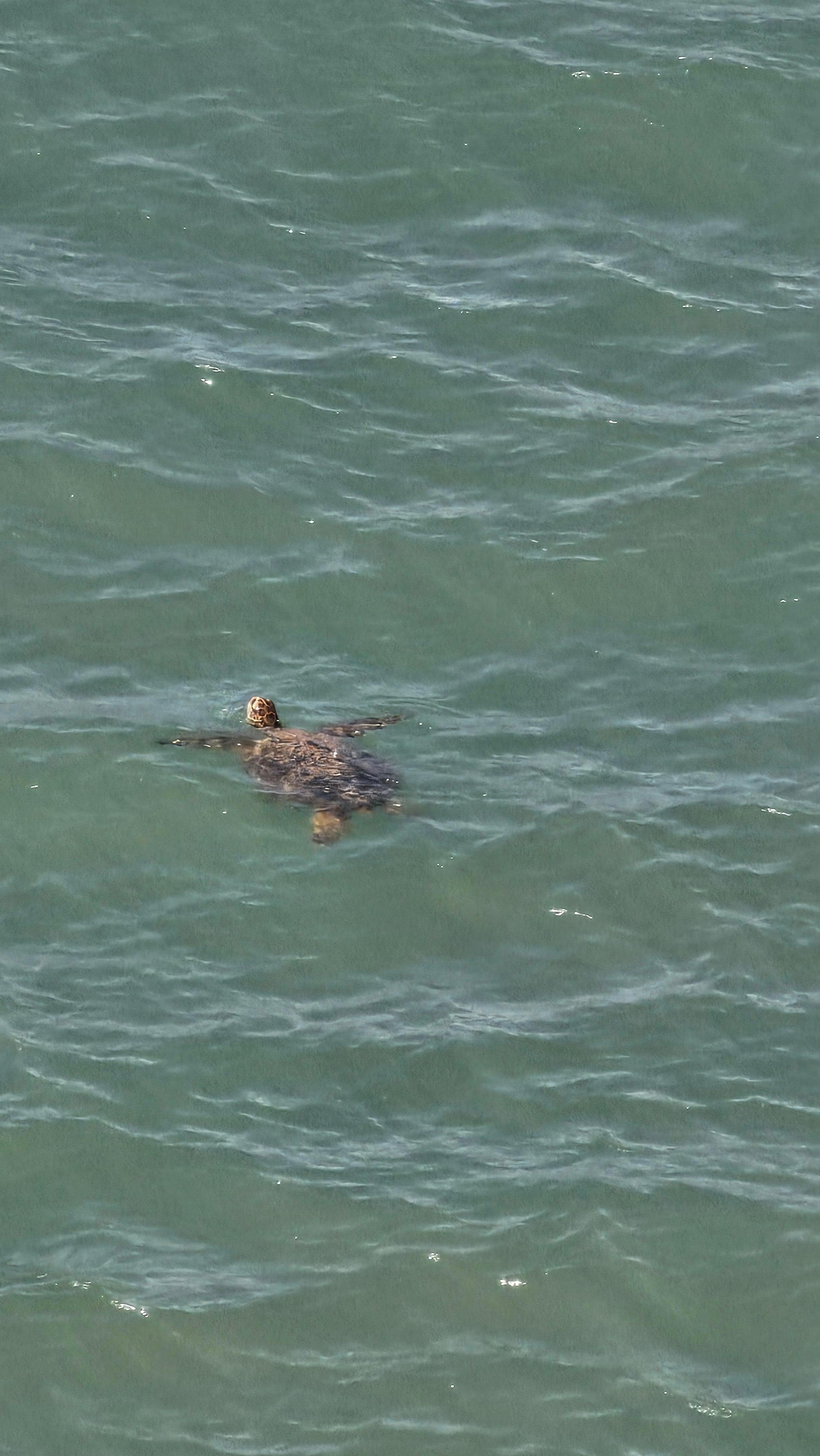One of the many sea turtles right below the lanai.