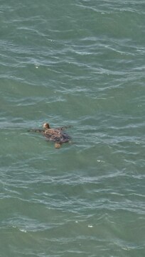 One of the many sea turtles right below the lanai.