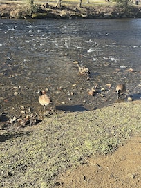 River behind the Inn