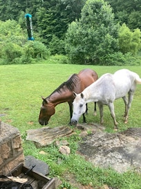 When the horses visited the cabin. They were right off the front porch