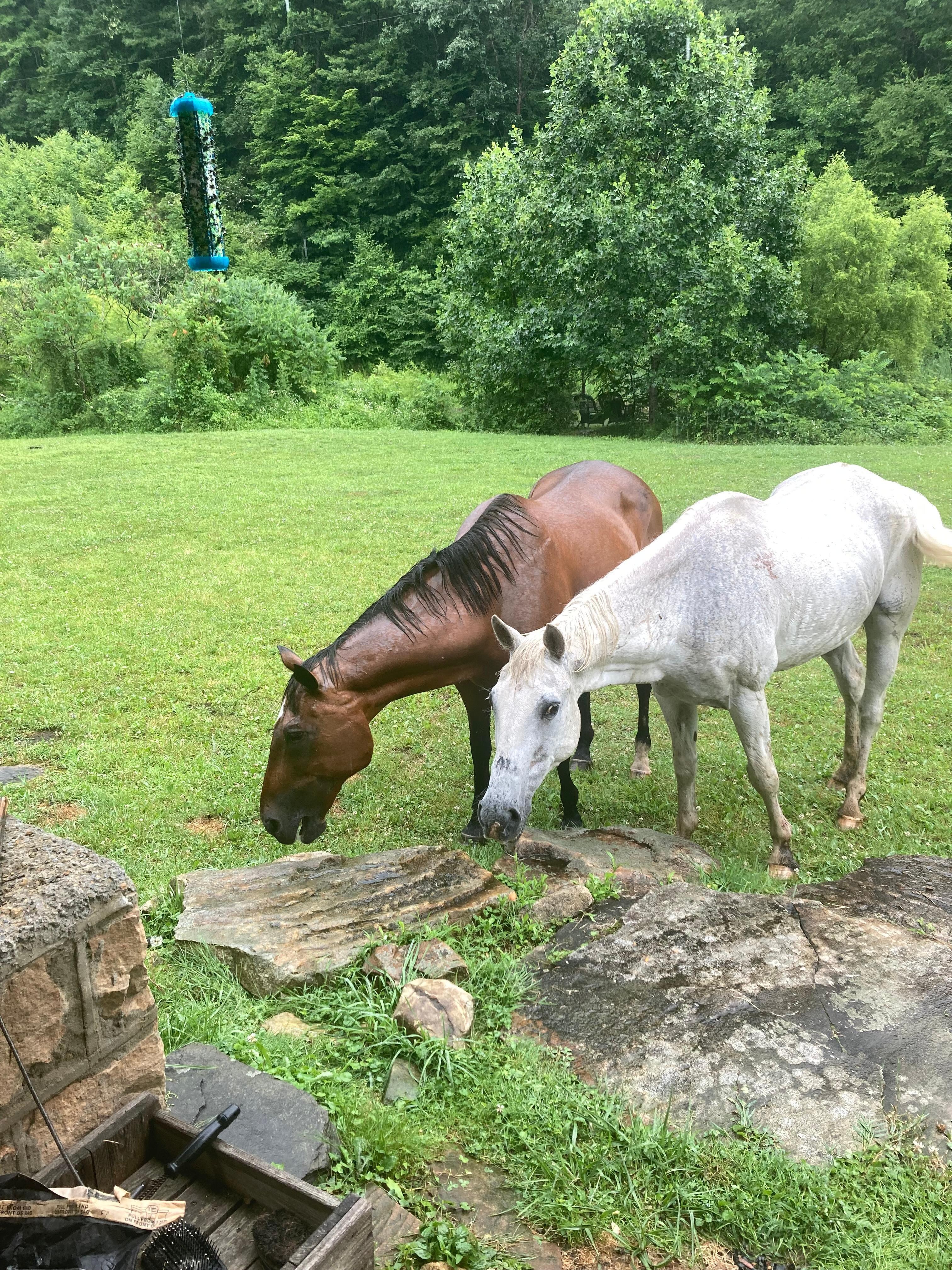 When the horses visited the cabin. They were right off the front porch