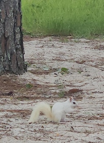 White squirrel