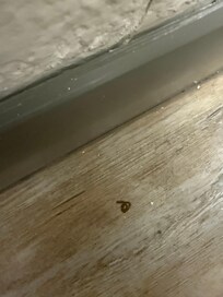 Worm on the bathroom floor