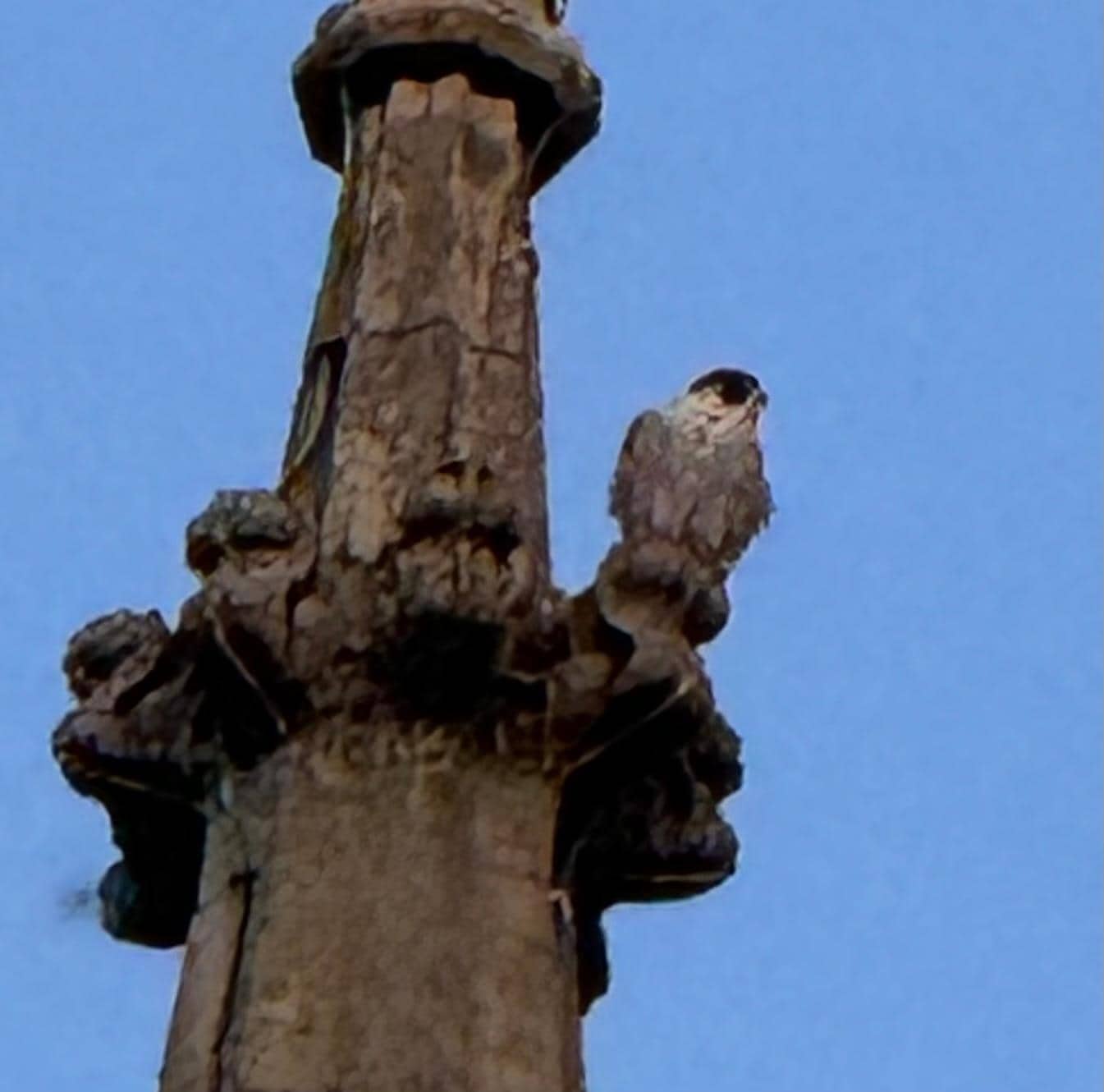 Peregrine Falcon