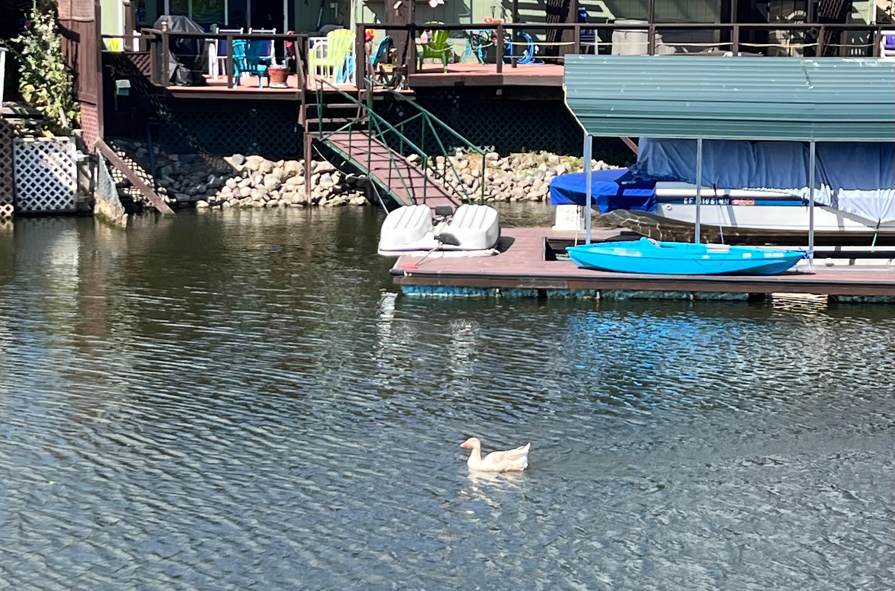 Swan