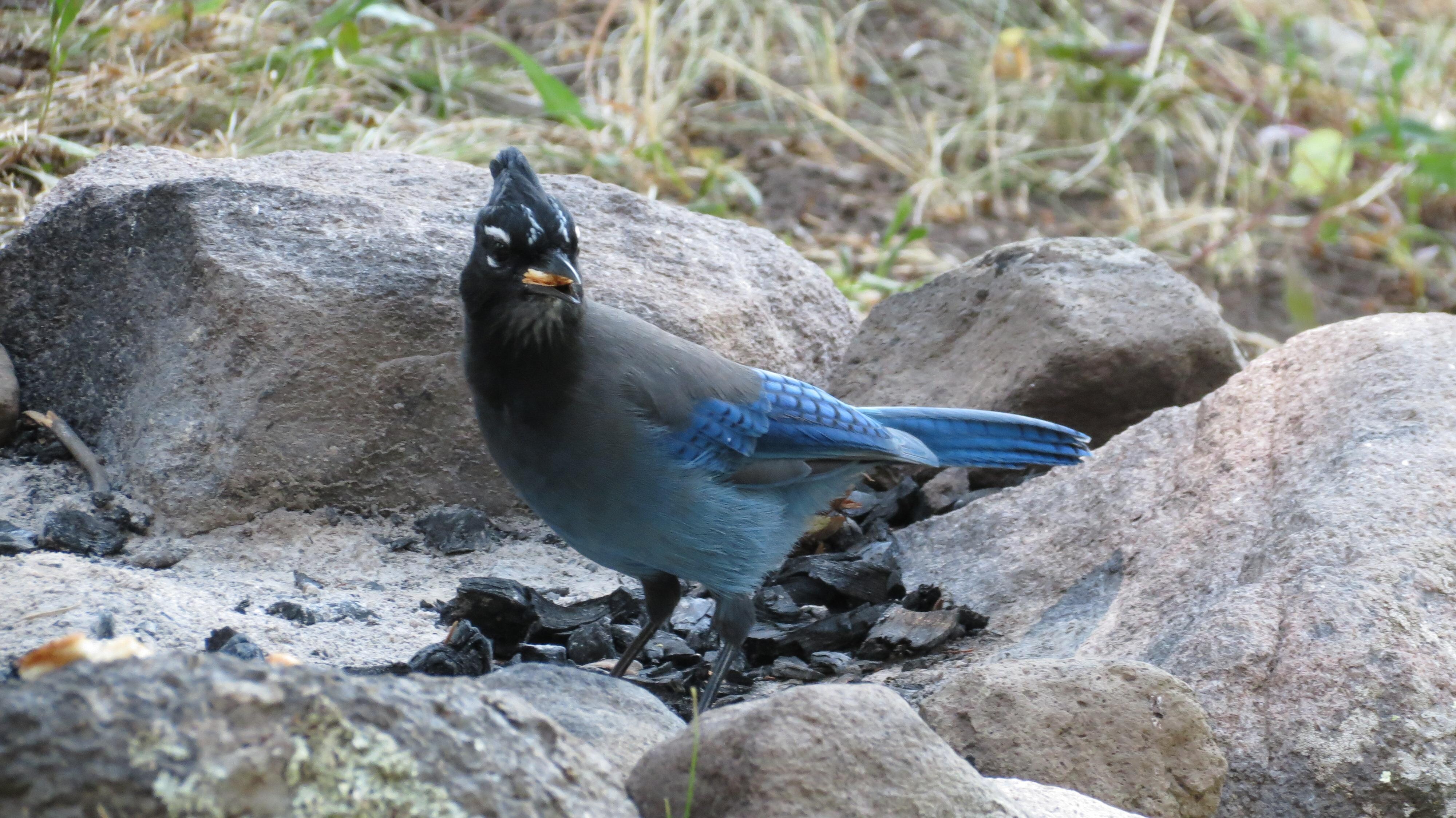 Friendly bird in the fire pit off back porch