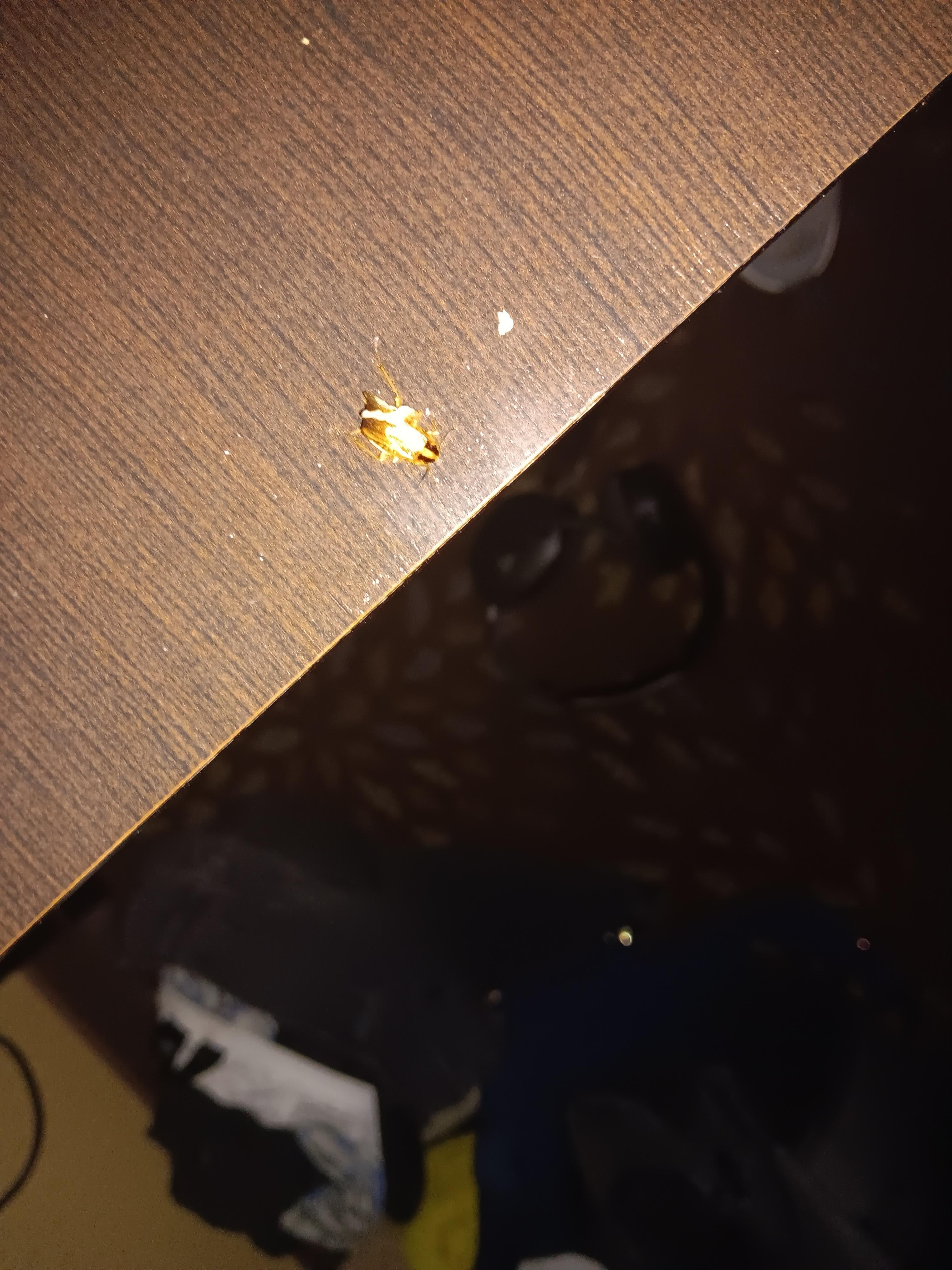 A cockroach on the table where my son was eating