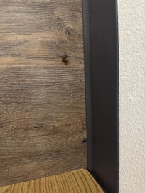 Dead bugs on very sticky floor