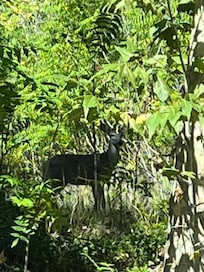 Mule Deer