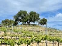Walk to the oak trees