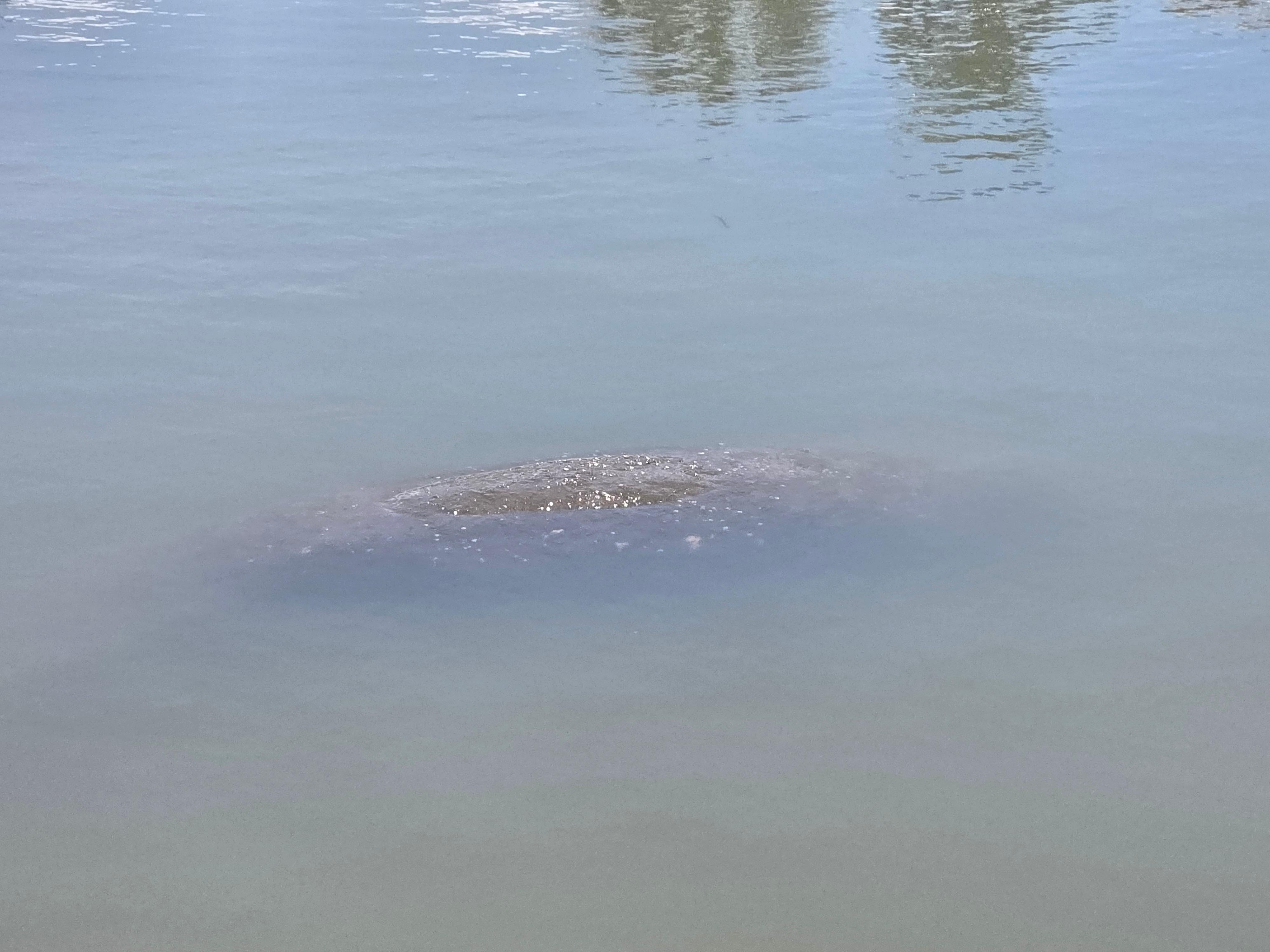 Another manatee.