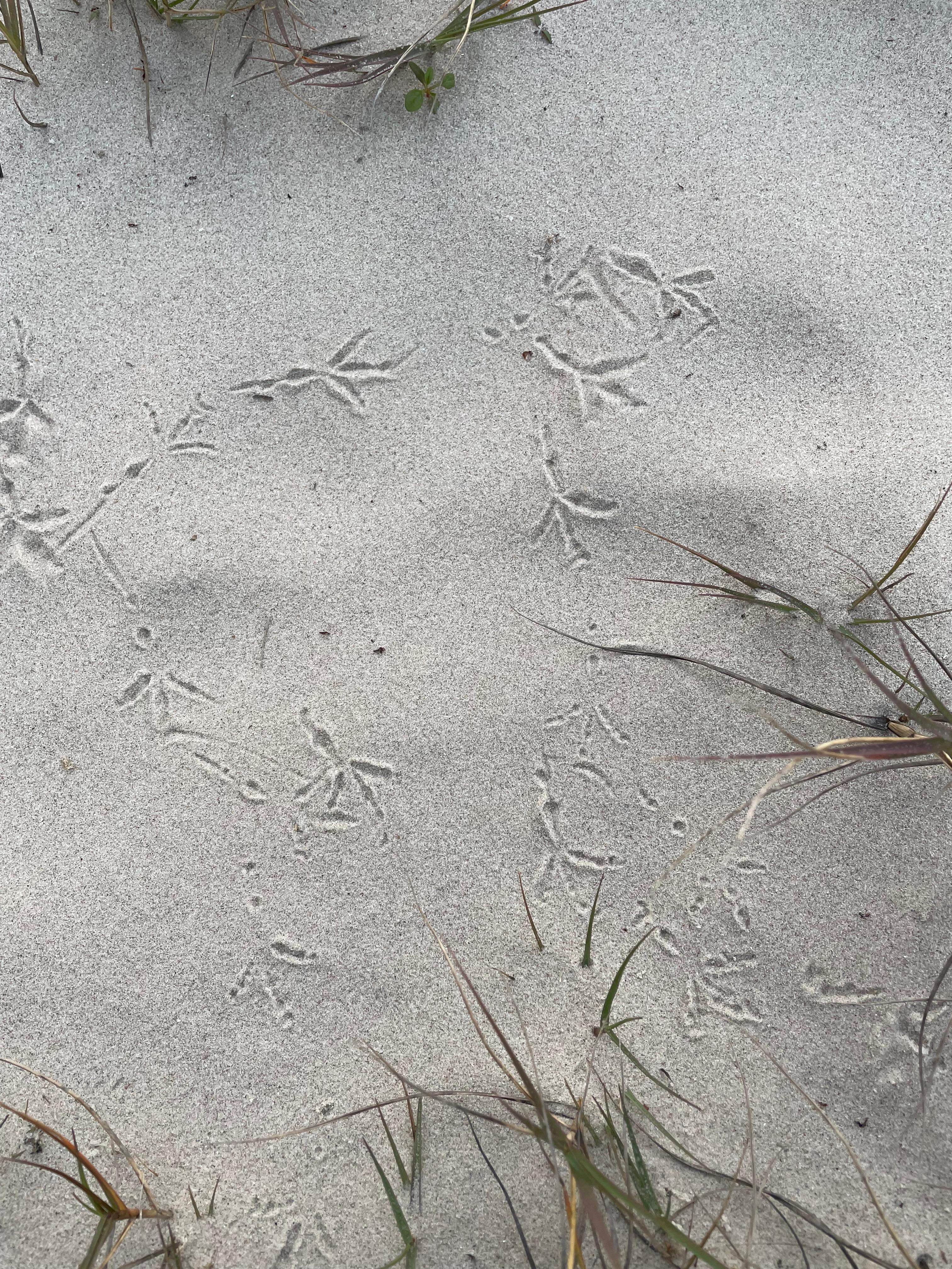 bird tracks in the sand off the back lower deck