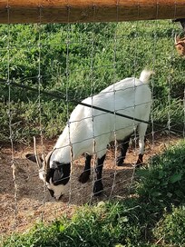 Goats!