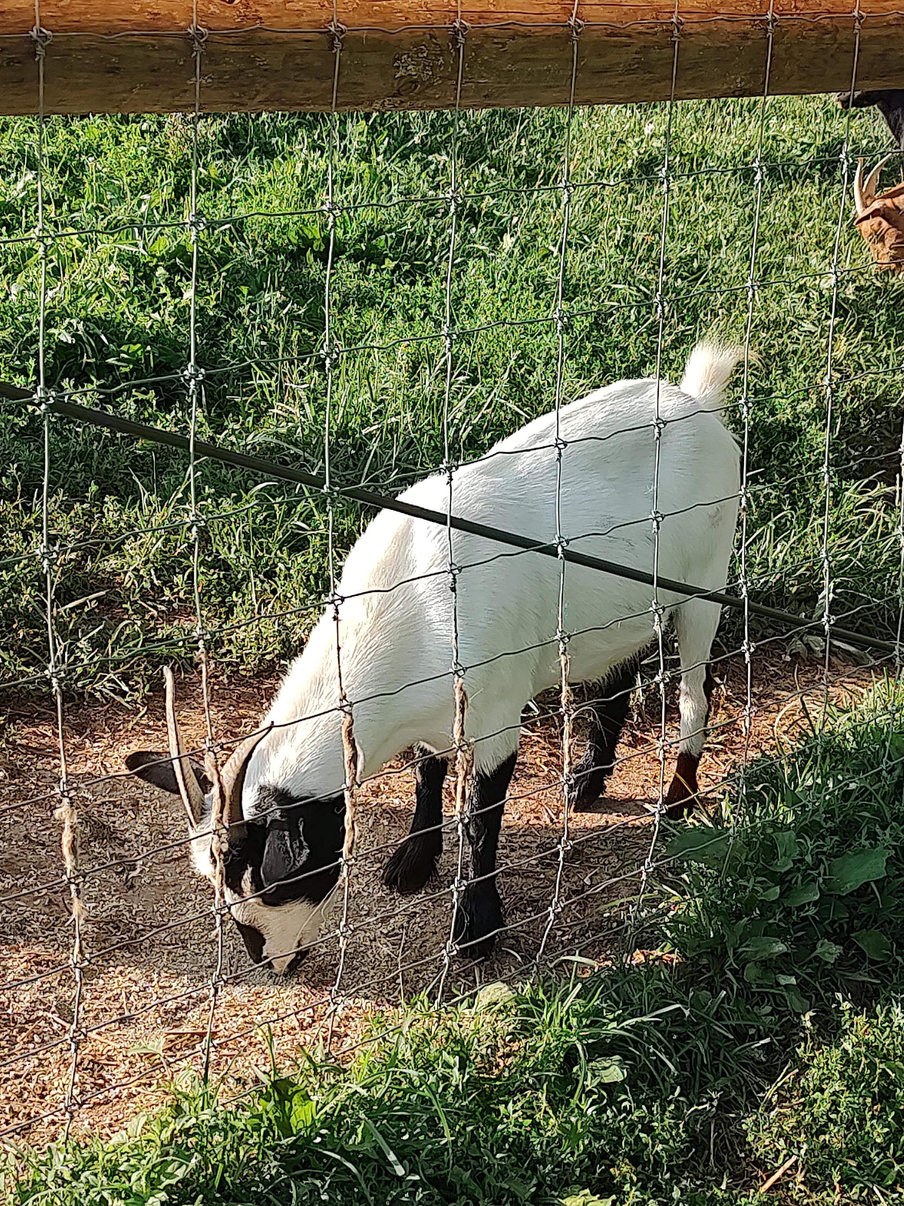 Goats!