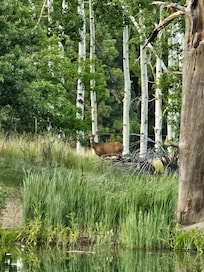 Deer everywhere!