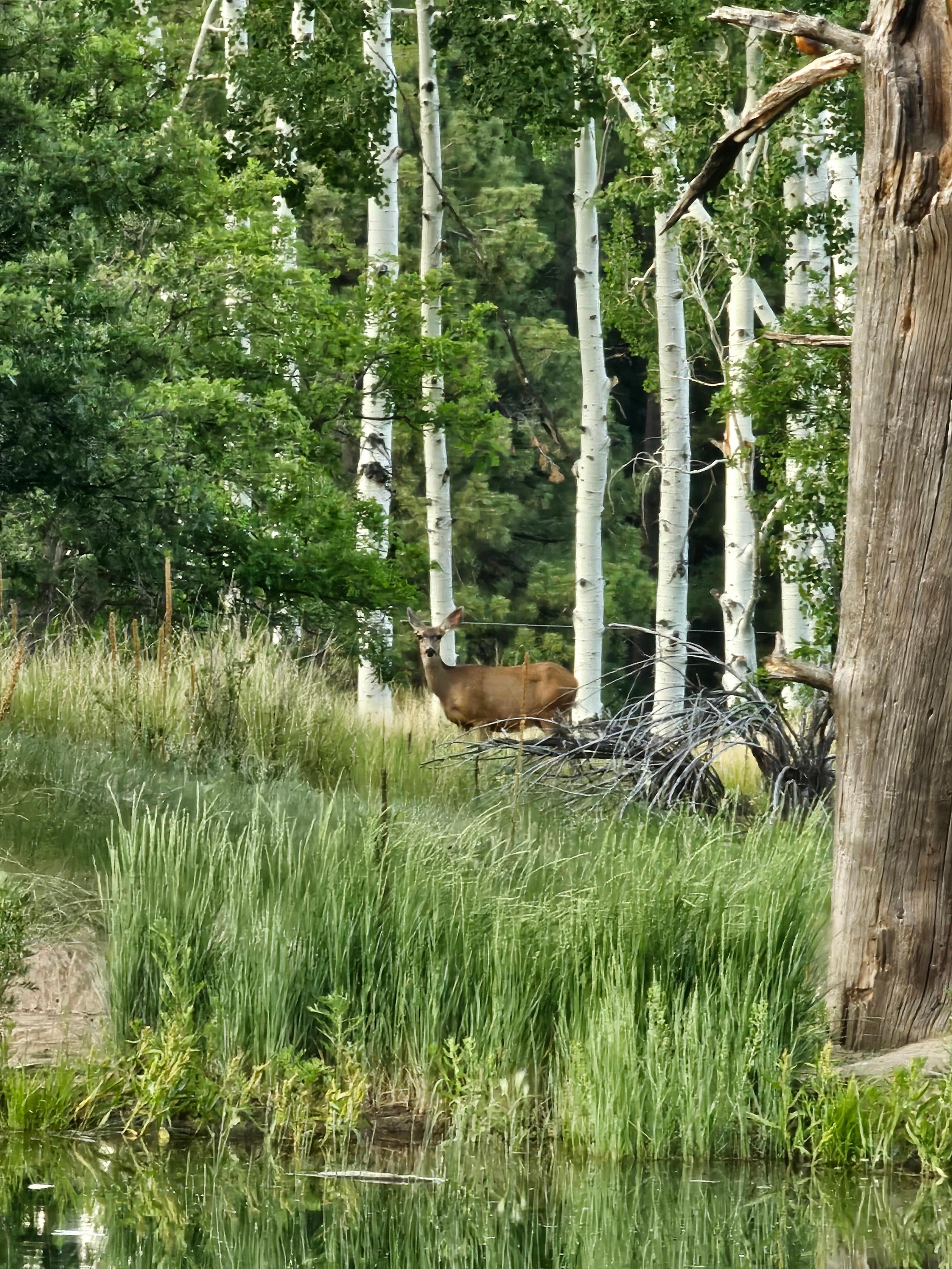 Deer everywhere!