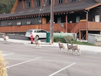 Goats walking up the street multiple times during our stay. So awesome.
