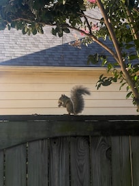 Our squirrel friend