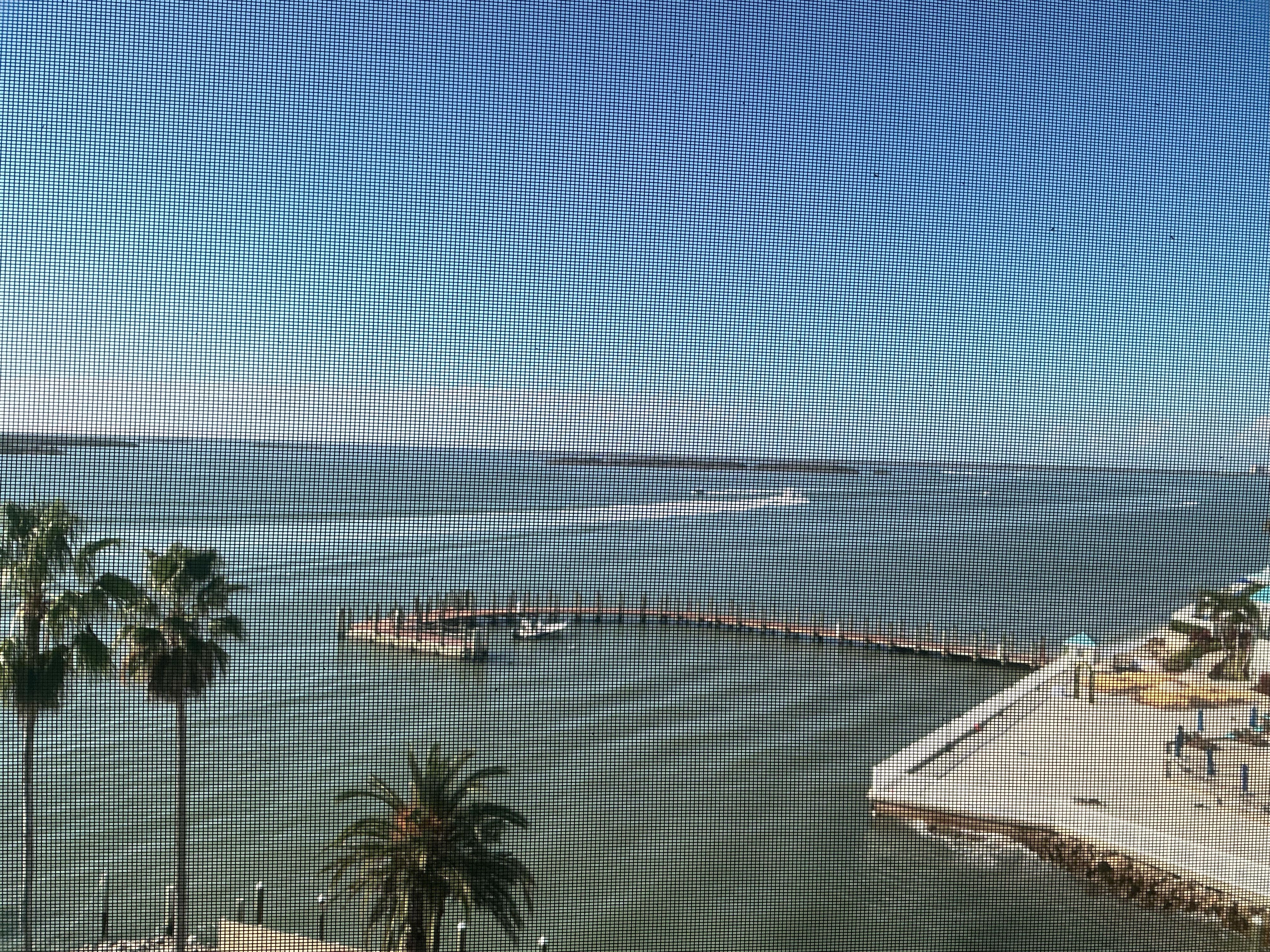 Daily view, lots of dolphins