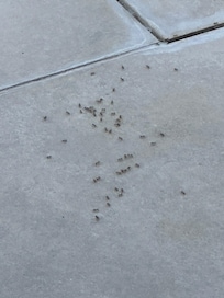 Ants in and out the room