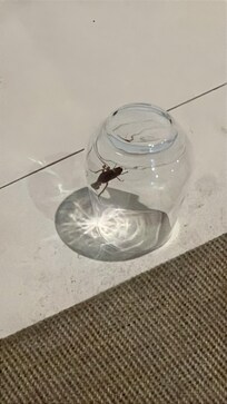 I had to ask for bug spray they're trying to clean. The cockroaches are from construction, but there's many cockroaches. I wish I could upload the video of the sound of the rat in the pipes. Definitely do not stay here.